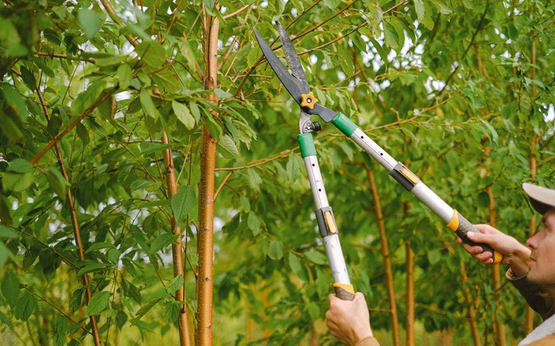 Tree trimming in Kimberly, WV